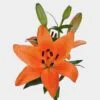 Lily Orange 3-5 Blooms -Flower Plants Sales 2024 00373 Lily Orange 3 5 Blooms