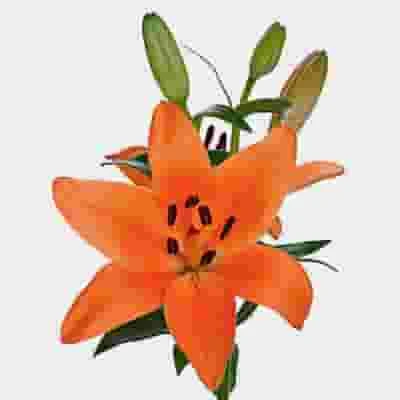 Lily Orange 3-5 Blooms 3 Lily Orange 3-5 Blooms