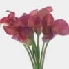Calla Lily Mini Pink Flower 2 Calla Lily Mini Pink Flower -Flower Plants Sales 2024 00387C Calla Lily Mini Pink