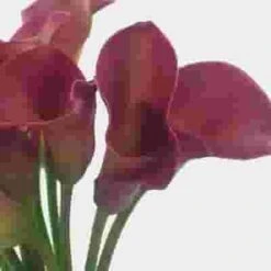 Calla Lily Mini Pink Flower -Flower Plants Sales 2024 00387D Calla Lily Mini Pink