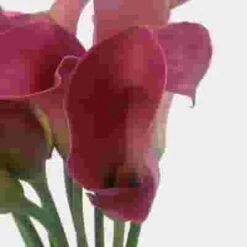Calla Lily Mini Pink Flower -Flower Plants Sales 2024 00387E Calla Lily Mini Pink