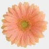 Gerbera Daisy Peach -Flower Plants Sales 2024 00388E Gerbera Daisy Peach