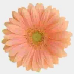 Gerbera Daisy Peach