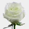 Rose Eskimo White 60cm 2 Rose Eskimo White 60cm -Flower Plants Sales 2024 00398C Rose Eskimo White 60cm