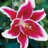 Lily Starfighter 3-5 Blooms 1 Lily Starfighter 3-5 Blooms -Flower Plants Sales 2024 00449 Lily Starfighter