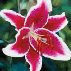 Lily Starfighter 3-5 Blooms