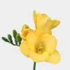Yellow Freesia Flowers - Wholesale By The Bunch 1 Yellow Freesia Flowers - Wholesale By The Bunch -Flower Plants Sales 2024 00454C Yellow Freesia Flowers