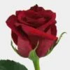 Rose Freedom Red 50 Cm 2 Rose Freedom Red 50 Cm -Flower Plants Sales 2024 00465D Rose Freedom Red 50 Cm