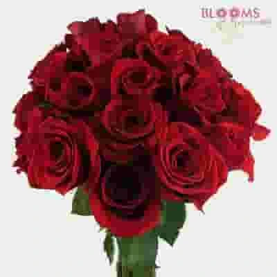 Rose Freedom Red 60 Cm 5 Rose Freedom Red 60 Cm - Image 3