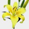 Lily Yellow 3-5 Blooms