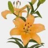 Lily Peach 3-5 Blooms 2 Lily Peach 3-5 Blooms -Flower Plants Sales 2024 00496 Lily Peach 3 5 Bloom