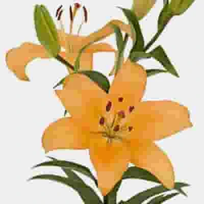 Lily Peach 3-5 Blooms 3 Lily Peach 3-5 Blooms