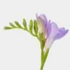 Purple Freesia Flower - Bloomsbythebox -Flower Plants Sales 2024 00505A Freesia Purple