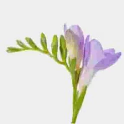 Purple Freesia Flower - Bloomsbythebox