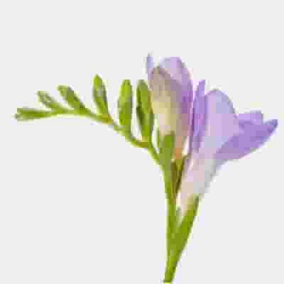 Purple Freesia Flower - Bloomsbythebox 3 Purple Freesia Flower - Bloomsbythebox