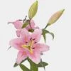 Lily Pink 3-5 Blooms -Flower Plants Sales 2024 00554 Lily Pink 3 5 Blooms