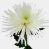 Spider Anastasia White Flower -Flower Plants Sales 2024 00560A Spider Anastasia White Flower