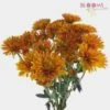 Cushion Pompon Bronze -Flower Plants Sales 2024 00751 Pompon Cushion Bronze