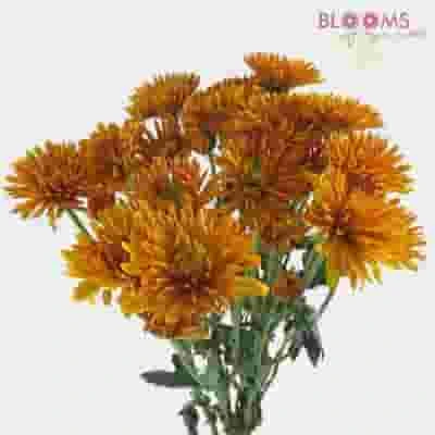 Cushion Pompon Bronze 3 Cushion Pompon Bronze