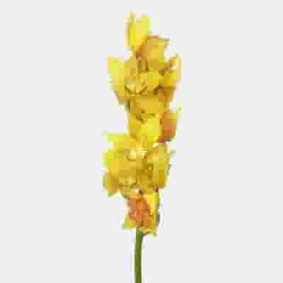 Cymbidium Orchid Spray Yellow 3 Cymbidium Orchid Spray Yellow