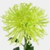 Spider Anastasia Green Flower -Flower Plants Sales 2024 00818A Spider Anastasia Green Flower