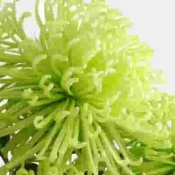 Spider Anastasia Green Flower -Flower Plants Sales 2024 00818C Spider Anastasia Green Flower