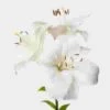 Lily White 3-5 Blooms Flower -Flower Plants Sales 2024 00823A Lily White 3 5 Blooms Flower