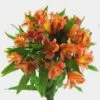 Orange Alstroemeria Flower 2 Orange Alstroemeria Flower -Flower Plants Sales 2024 00953B Alstroemeria Orange