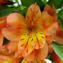 Orange Alstroemeria Flower -Flower Plants Sales 2024 00953C Alstroemeria Orange