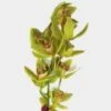 Cymbidium Mini Green -Flower Plants Sales 2024 00973B Cymbidium Mini Green