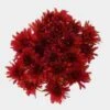 Cushion Pompon Red Flowers 2 Cushion Pompon Red Flowers -Flower Plants Sales 2024 00979 Pompon Cushion Red