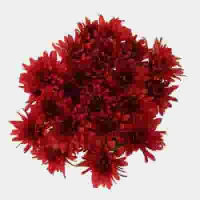 Cushion Pompon Red Flowers 3 Cushion Pompon Red Flowers
