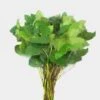 Lemon Leaf Greenery -Flower Plants Sales 2024 00990A Lemon Leaf Greenery
