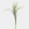 Lily Grass Variegated Greenery 1 Lily Grass Variegated Greenery -Flower Plants Sales 2024 00991A Lily Grass Variegated Greenery