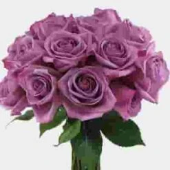 Rose Cool Water Lavender 50 Cm. -Flower Plants Sales 2024 01053E Rose Cool Water Lavender 50 Cm