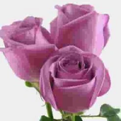 Rose Cool Water Lavender 60cm -Flower Plants Sales 2024 01054D Rose Cool Water Lavender 60cm