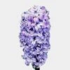 Hyacinthus Blue Flower 2 Hyacinthus Blue Flower -Flower Plants Sales 2024 01088 Hyacinthus Blue