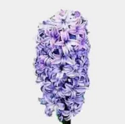 Hyacinthus Blue Flower