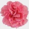 Pink Carnation Flowers - Fancy