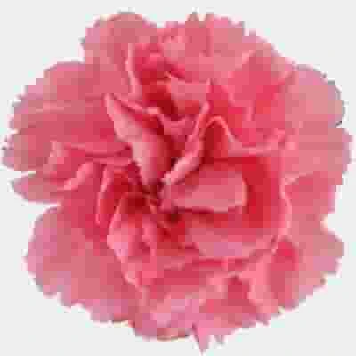 Pink Carnation Flowers - Fancy 3 Pink Carnation Flowers - Fancy
