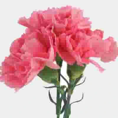 Pink Carnation Flowers - Fancy 4 Pink Carnation Flowers - Fancy - Image 2