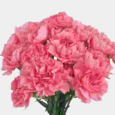 Pink Carnation Flowers - Fancy 5 Pink Carnation Flowers - Fancy - Image 3