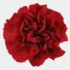 Red Fancy Carnation Flowers -Flower Plants Sales 2024 01182D Carnations Red Fancy