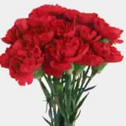 Red Fancy Carnation Flowers -Flower Plants Sales 2024 01182F Carnations Red Fancy