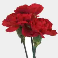 Red Fancy Carnation Flowers -Flower Plants Sales 2024 01182G Carnations Red Fancy