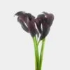 Calla Lily Mini Black Flower -Flower Plants Sales 2024 01209B Calla Lily Mini Black