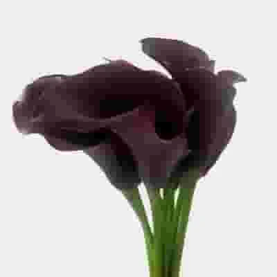 Calla Lily Mini Black Flower 4 Calla Lily Mini Black Flower - Image 2