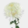 Football Mum White Flower -Flower Plants Sales 2024 01238C Football Mum White Flower
