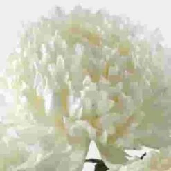 Football Mum White Flower -Flower Plants Sales 2024 01238E Football Mum White Flower