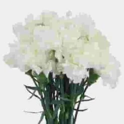 White Fancy Carnation Flowers -Flower Plants Sales 2024 01247F Carnations White Fancy
